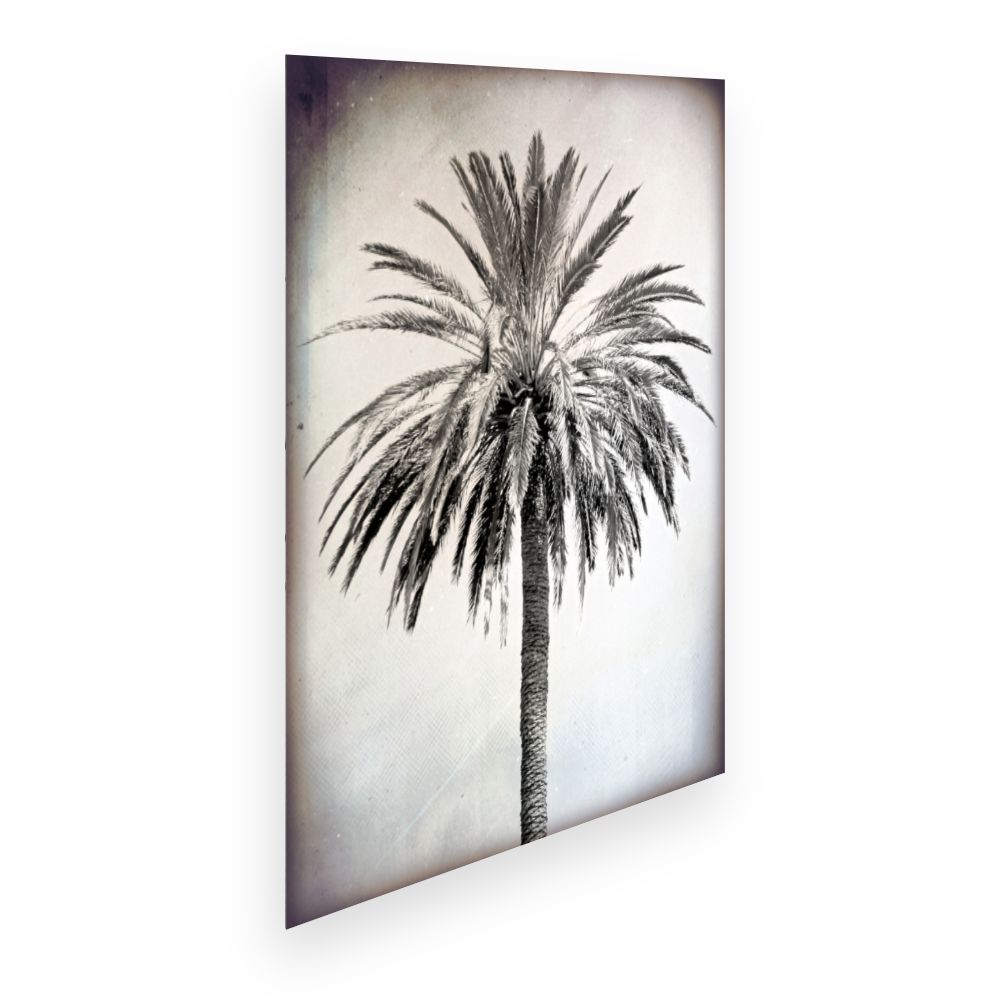 Affiche Palmier élégant
