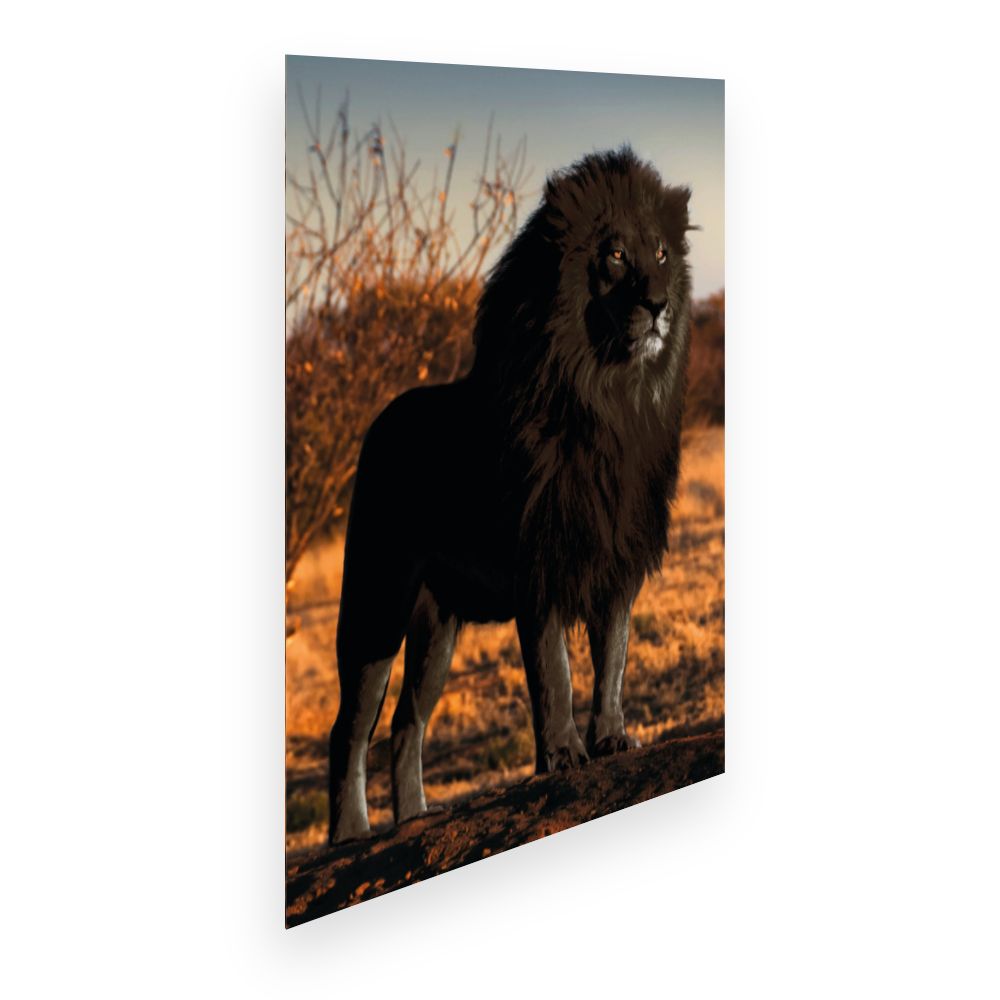 Affiche Lion majestueux