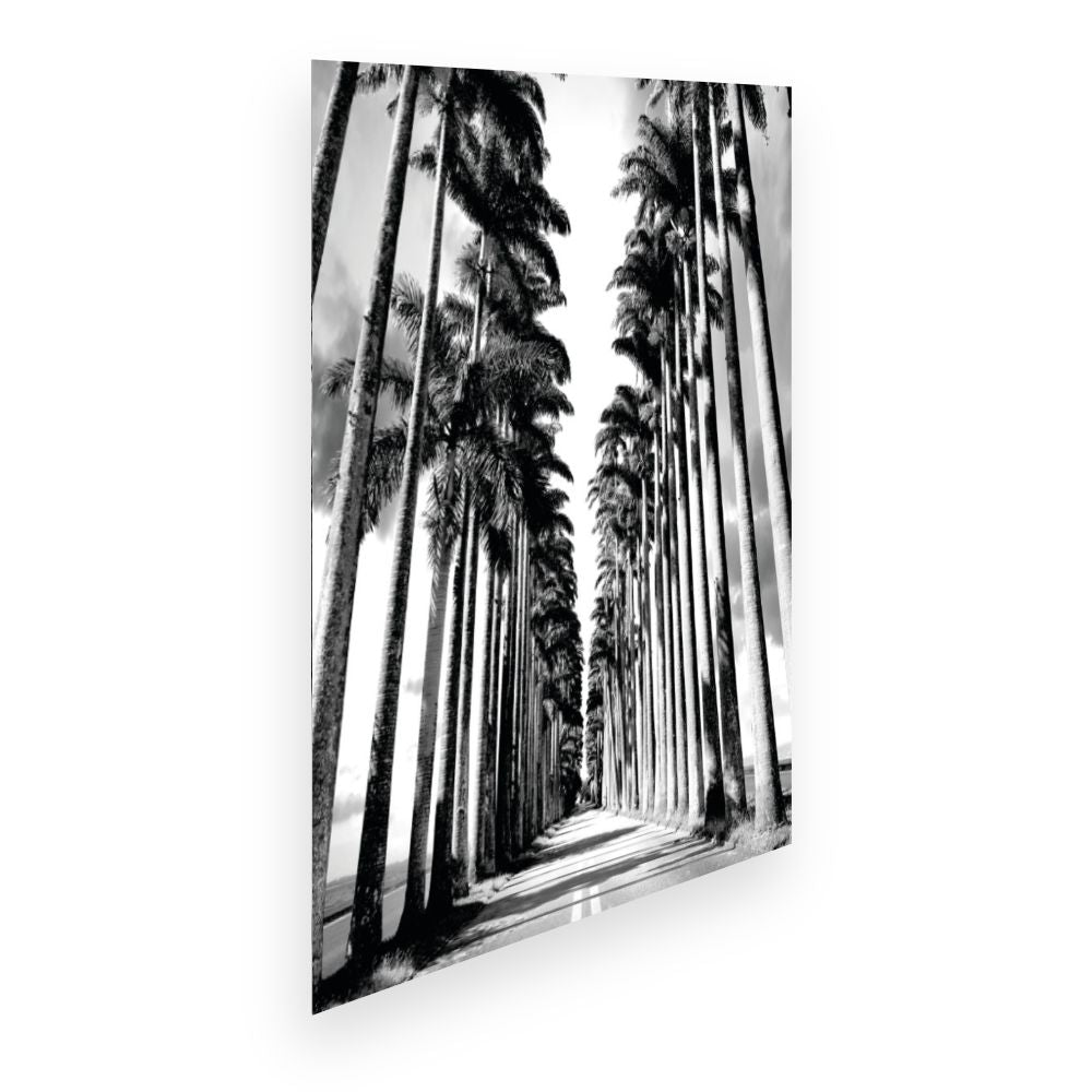 Affiche Allée de palmiers