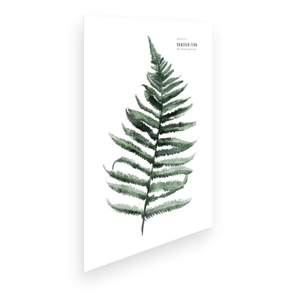 Affiche Feuille de fougère