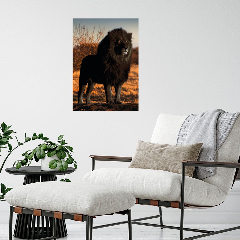 Affiche Lion majestueux