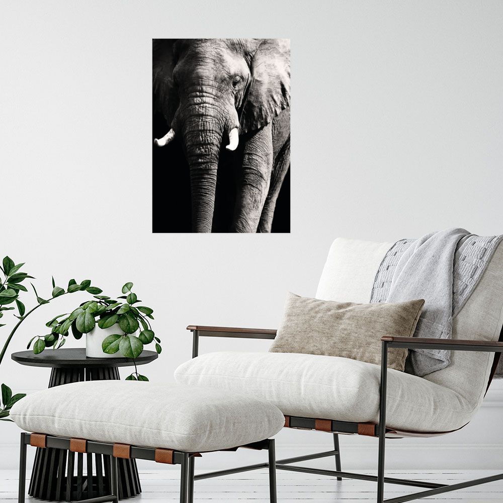 Affiche Éléphant majestueux