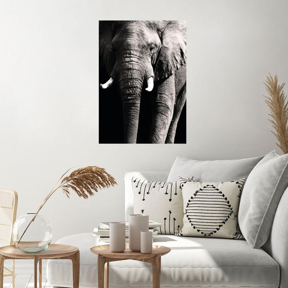 Affiche Éléphant majestueux