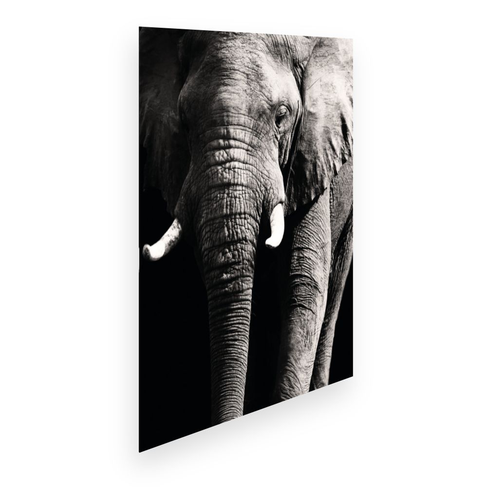 Affiche Éléphant majestueux