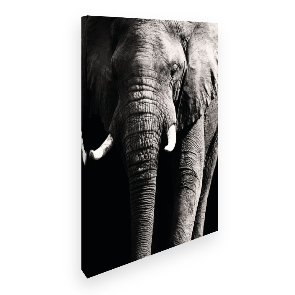 Toile Éléphant majestueux