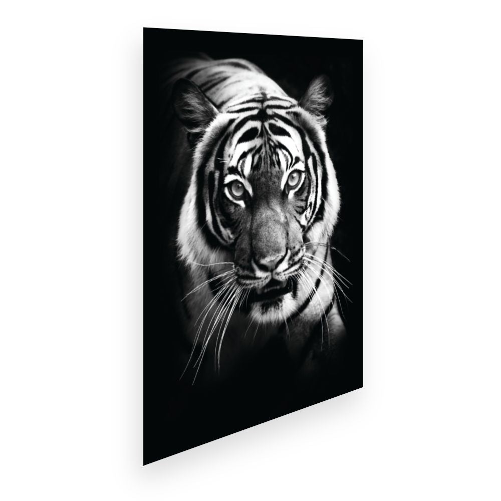 Affiche Tigre majestueux