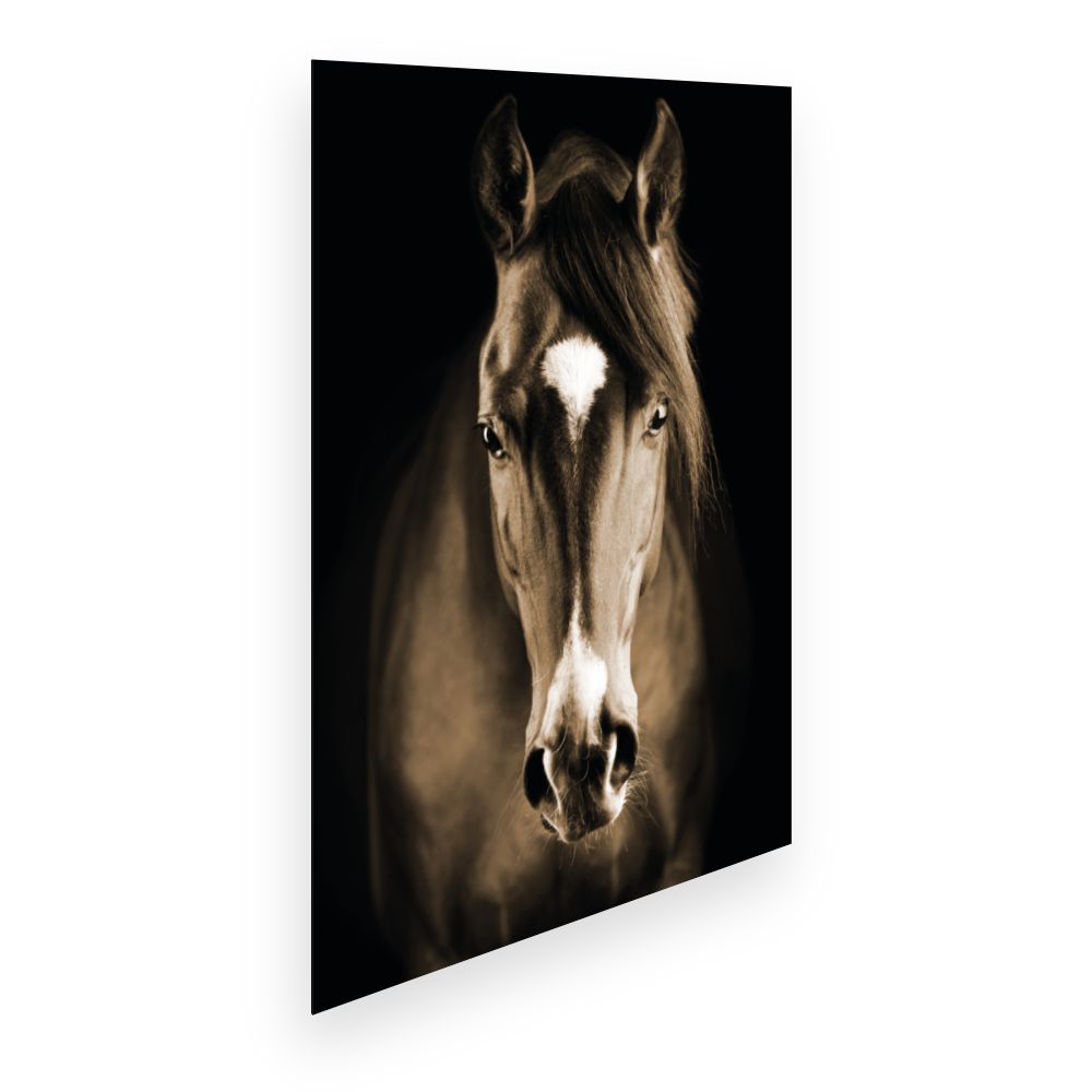 Affiche Cheval majestueux