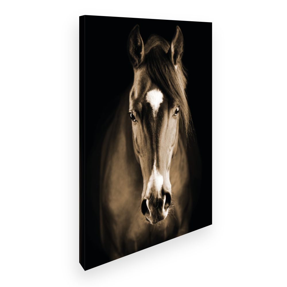 Toile Cheval majestueux
