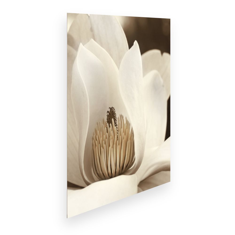Affiche Élégance florale